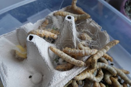 gusanos de seda en la taza de cartón huevo en busca de un lugar para hacer capullos. cría de gusanos en casa.