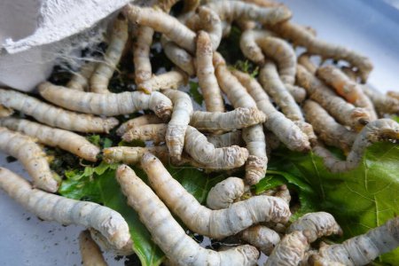 close-up of silkworms in the last larval stage, looking for a hole to make cocoons.