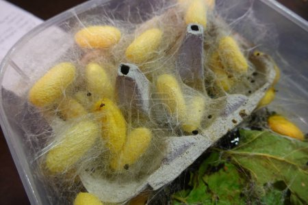 close-up of silkworm cocoons in a cardboard egg cup. breeding silkworms at home