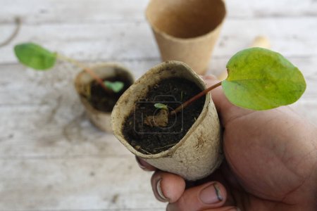 man holds young rhubarb plant germinated from seed in recyclable seedbed