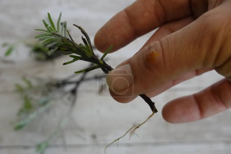man holding lavender branch with root. propagating lavender by root cutting