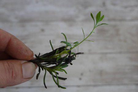 cut lavender branch reproduced by cutting. rooted lavender branch with young shoots coming out.