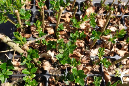 close-up of root-propagated privet plants with green shoots. privet branches with roots