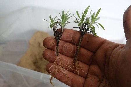 man holds two lavender branches with roots. propagate lavender by cuttings. aromatic herbs at home