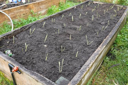 raised wooden bed with planted corn crop. variety of rainbow corn cultivated.