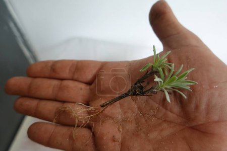 young branch of lavender with root. propagating lavender by cuttings. man holding small branch of cutting.