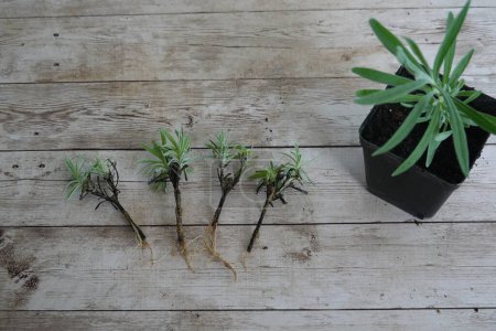 Rooted lavender cuttings ready for transplanting into pots. propagating lavender at home