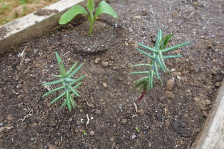 Nahaufnahme Euphorbia lathyris Heilpflanze zur Abwehr von Nagetieren im Gemüsegarten