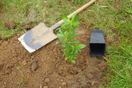 arbusto de arbuto joven recién plantado en el jardín, cómo plantar arbuto en la casa