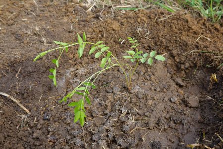 Nahaufnahme junge Süßholzpflanze auf dem Boden frisch gegossen