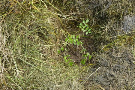 Nahaufnahme junge Lakritze Pflanze mit Grasmulch gepflanzt, um Unkraut zu vermeiden