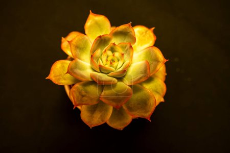 Téléchargez les photos : Une vue rapprochée et aérienne de la plante succulente dans différentes conditions de lumière - en image libre de droit