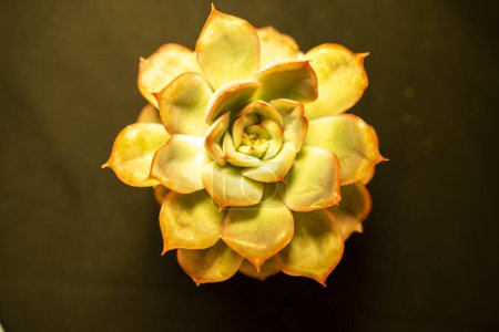 Photo for A close up and overhead view of succulent plant in different light conditions - Royalty Free Image