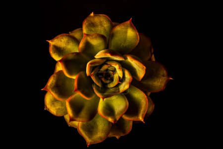 Photo for A close up and overhead view of succulent plant in different light conditions - Royalty Free Image