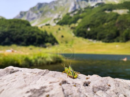 Foto de Dos grillos verdes apareándose en una roca, un lago y una montaña en el fondo - Imagen libre de derechos
