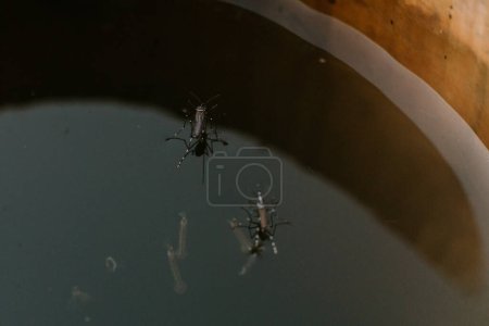 Mosquito hembra parado sobre el agua