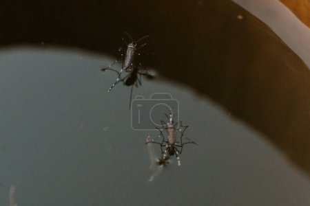 Mosquito hembra parado sobre el agua