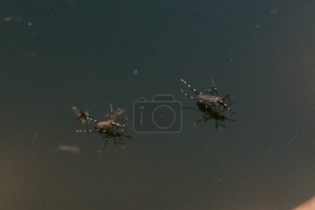 Stechmückenweibchen auf dem Wasser