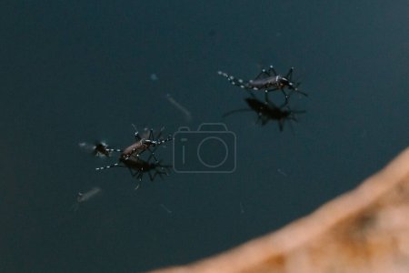 Moustique femelle debout sur l'eau