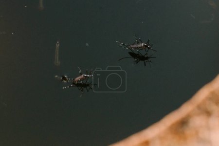 Female mosquito standing on water