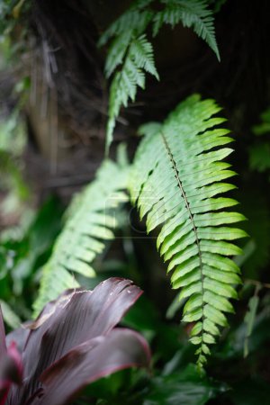 Foto de Nephrolepis cordifolia es un helecho nativo de los trópicos globales, incluyendo el noreste de Australia y Asia.. - Imagen libre de derechos