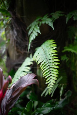 Foto de Nephrolepis cordifolia es un helecho nativo de los trópicos globales, incluyendo el noreste de Australia y Asia.. - Imagen libre de derechos