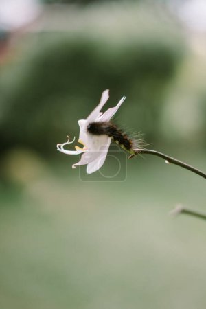Fox moth caterpillar (Macrothylacia rubi) perched on an orchid flower