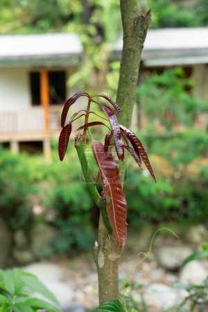 Téléchargez les photos : Mangifera indica, également connu sous le nom de mangue, est une plante à fleurs qui produit la mangue comestible de fruits à noyau - en image libre de droit