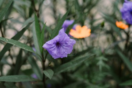 Ruellia simplex, también conocida como la petunia mexicana, es una planta con flores originaria de México, el Caribe y América del Sur.