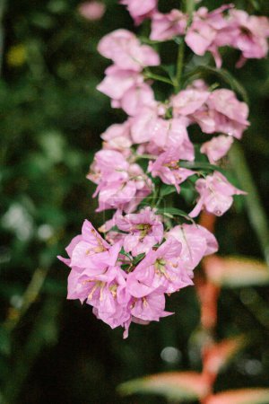 Ein Strauß süßer rosa Bougainvillea-Blüten mit grünen Blättern auf weißem, isoliertem Hintergrund