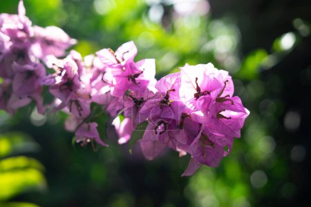 A bouquet of sweet pink Bougainvillea flower blossom with green leaves on white isolated background