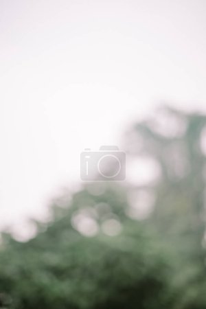 Blurred background of a tree, adding depth and natural ambiance to any design or composition, ideal for versatile graphic use.