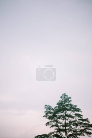 Téléchargez les photos : Un arbre solitaire sur fond de nuages blancs brillants, créant un contraste saisissant et évoquant un sentiment de sérénité et d'ouverture - en image libre de droit
