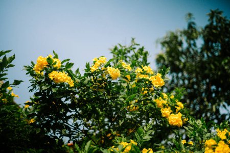 Le sureau jaune (Tecoma stans) est un arbuste à fleurs ou un petit arbre originaire des Amériques qui peut atteindre 30 pieds de haut.