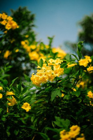 Le sureau jaune (Tecoma stans) est un arbuste à fleurs ou un petit arbre originaire des Amériques qui peut atteindre 30 pieds de haut.