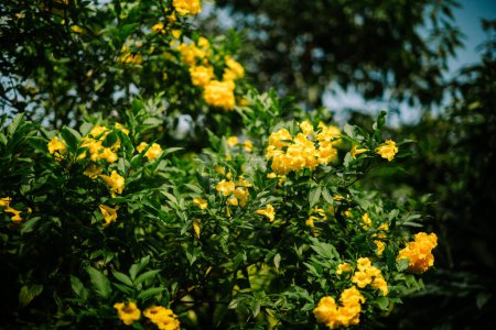 Yellow elder (Tecoma stans) is a flowering shrub or small tree native to the Americas that can grow up to 30 feet tall.