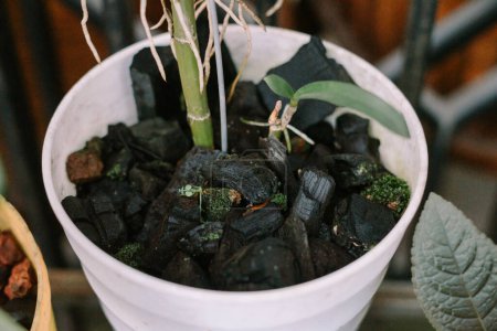 Foto de Piezas de carbón utilizadas como mezcla de macetas, mejorando la calidad del suelo y la salud de las plantas, ideales para los entusiastas de la jardinería que buscan soluciones naturales - Imagen libre de derechos