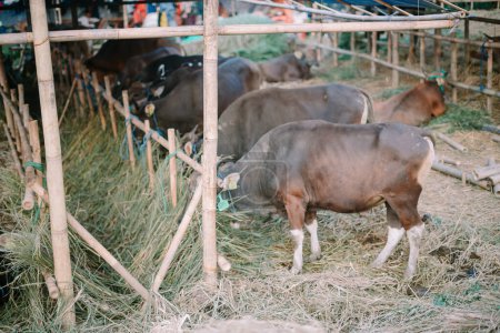 Majestuosos toros reunidos en un campo, listos para la venta en celebración de Eid al-Adha 2024.