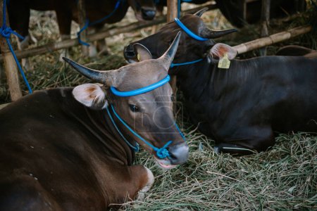 Healthy bulls on a farm, awaiting sale for Eid al-Adha 2024 celebrations