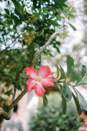 Adenium obesum, more commonly known as a desert rose, is a poisonous species of flowering plant belonging to the tribe Nerieae of the subfamily Apocynoideae of the dogbane family, Apocynaceae