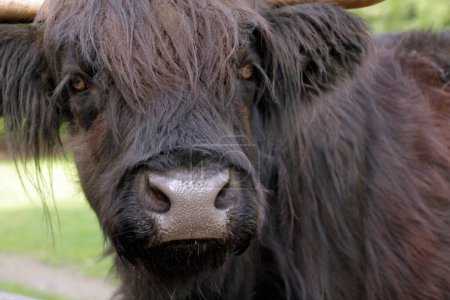 Close-up of a highland cattle with long hair