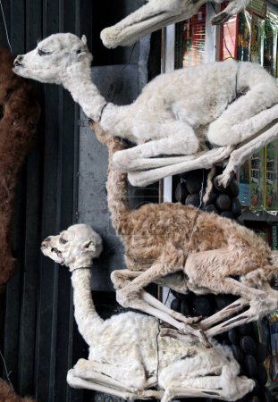Téléchargez les photos : Fœtus de lamas séchés au Marché des sorcières (Mercado de las Brujas) à La Paz, Bolivie. Les habitants enterreront un sous les fondations d'un nouveau bâtiment afin d'apporter une protection. - en image libre de droit