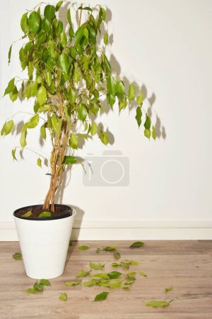 Ficus-Blätter fallen. Ficus-Krankheit. Unsachgemäße Pflege von Zimmerpflanzen. 