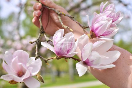 Dans la main de la personne est une branche de magnolia avec de grandes fleurs roses..