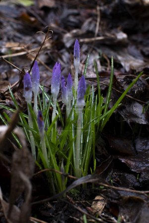 Foto de El olor de la primavera en Alemania - Imagen libre de derechos