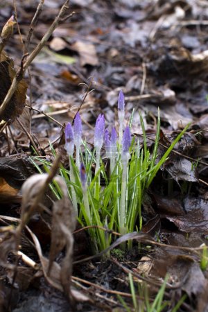 Foto de El olor de la primavera en Alemania - Imagen libre de derechos