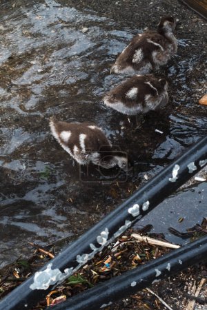 wonderful little wild duck babies