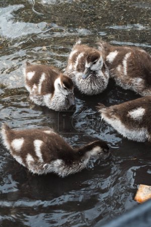 wonderful little wild duck babies