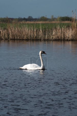 a beautiful white swan on a blue lake