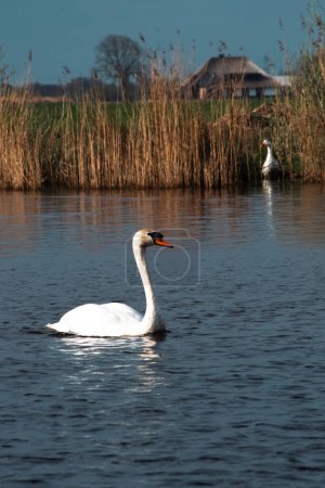 un hermoso cisne blanco en un lago azul